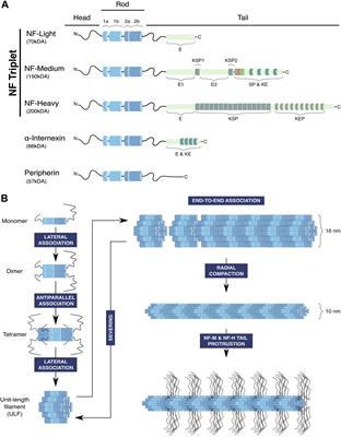 Neurofilaments in health and Charcot-Marie-Tooth disease